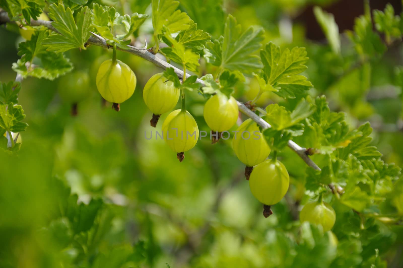 Gooseberry branch with a lot of green gooseberries and leaves, shot in the middle of summer