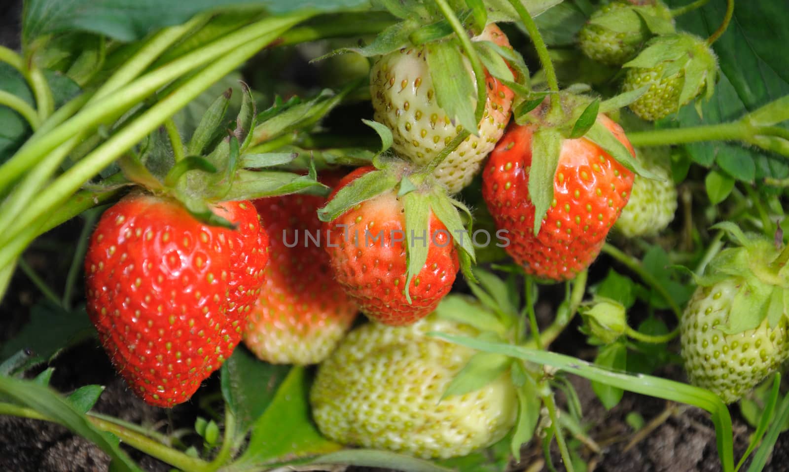 Close-up view of the group of red and white strawberries in a natural scene