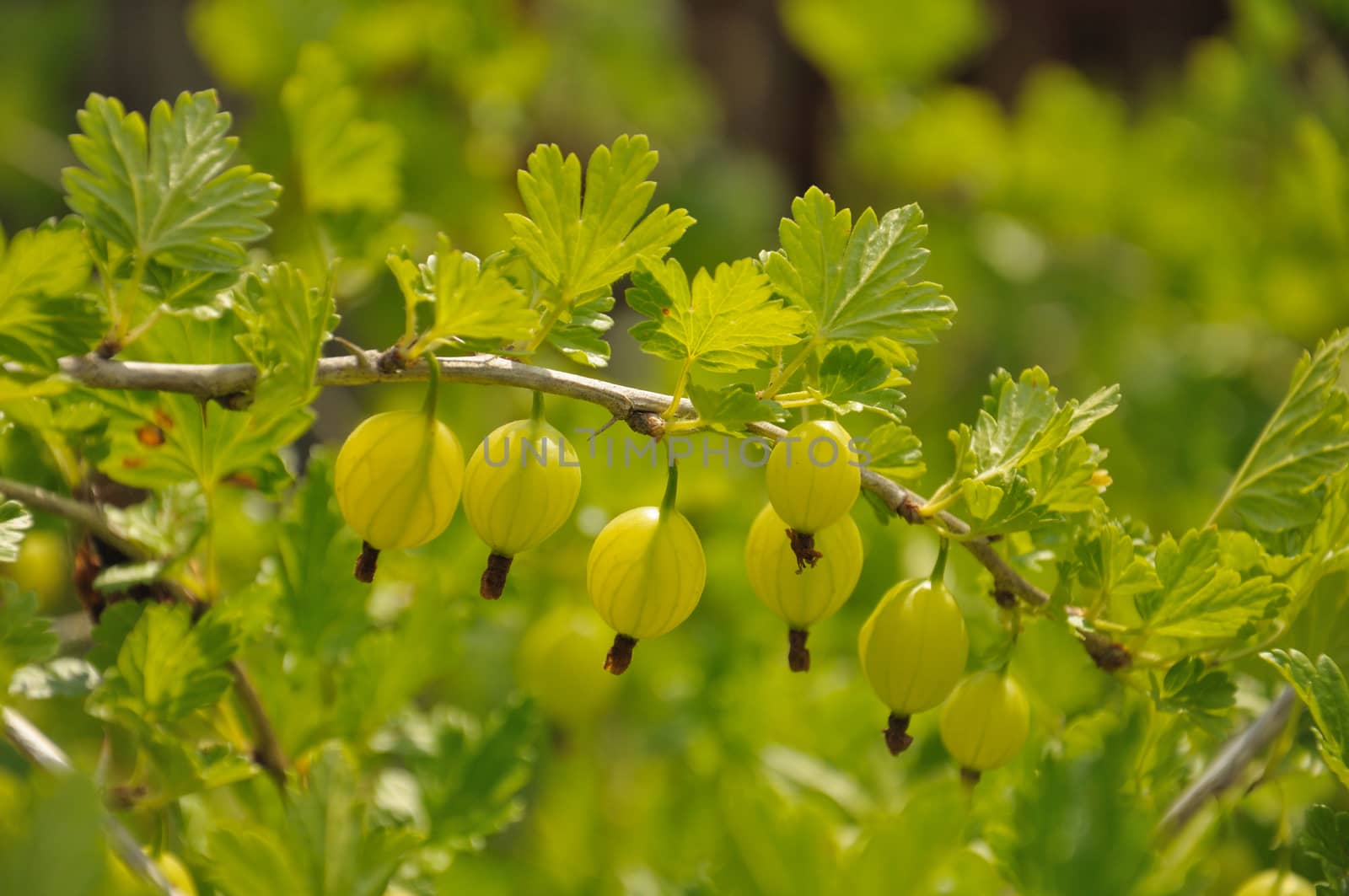 Gooseberry branch with a lot of green gooseberries and leaves by nemo269