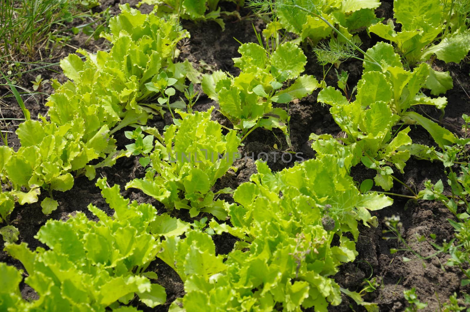 The rows of lettuce planting in a natural scene
