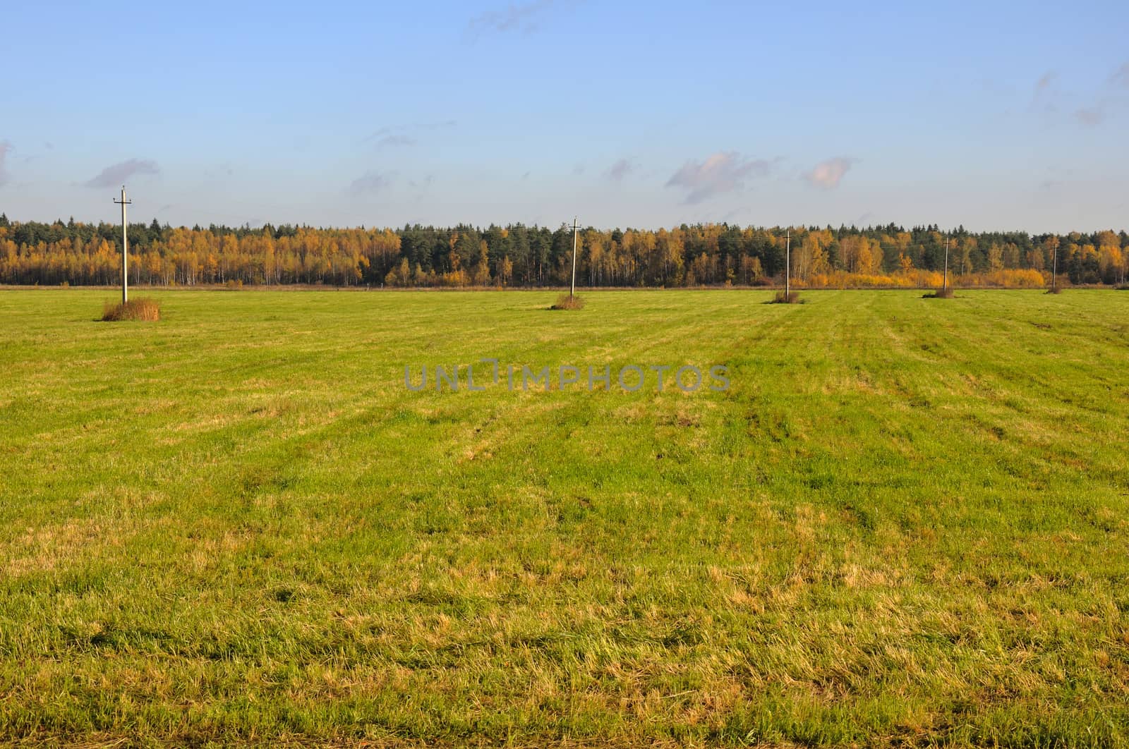 Autumn meadow with telegraph poles by nemo269