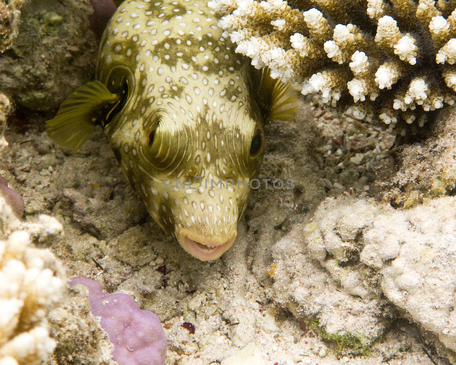 This is a picture of a boxfish, taken in a natural underwater conditions in Red Sea, Egypt