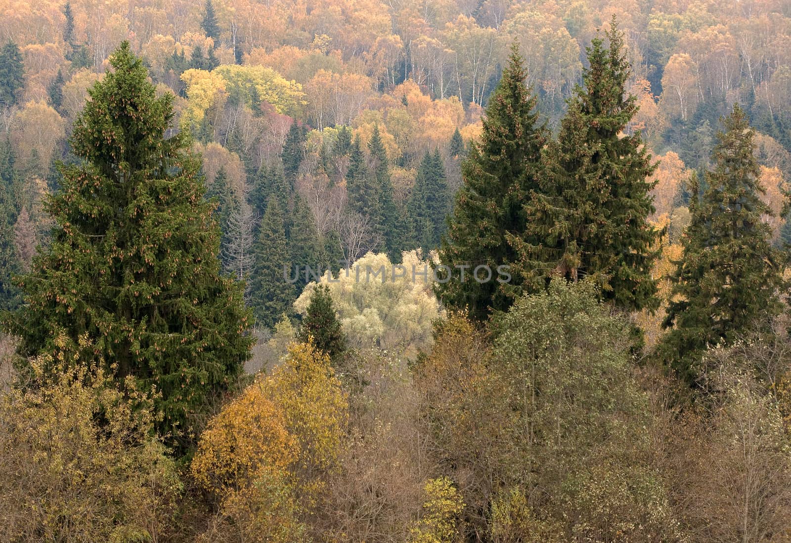 This is an autumn forest with mixed color trees (yellow, orange, red, green) and a lot of pine and fir cones.