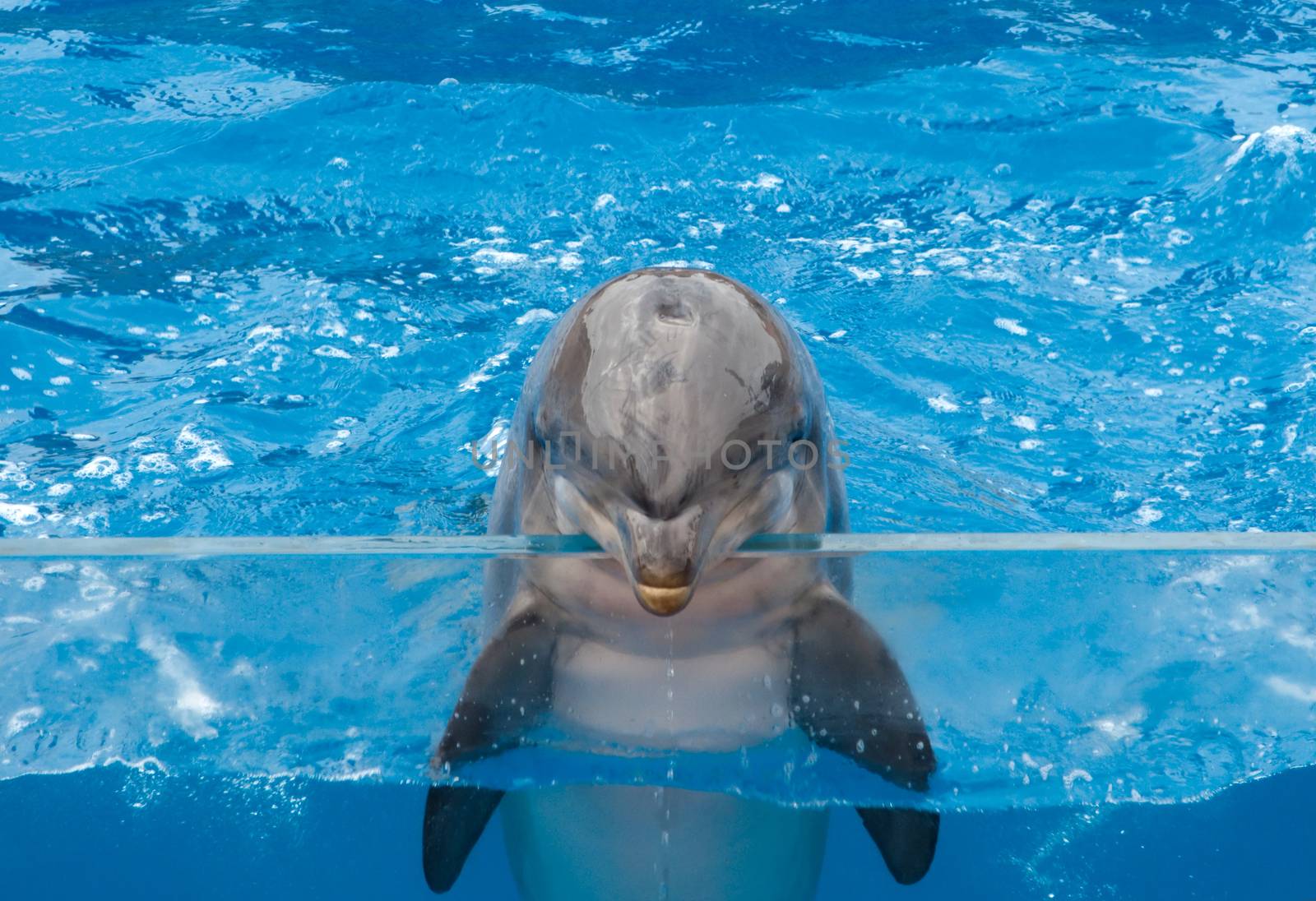 Dolphin smiling at the edge of the pool