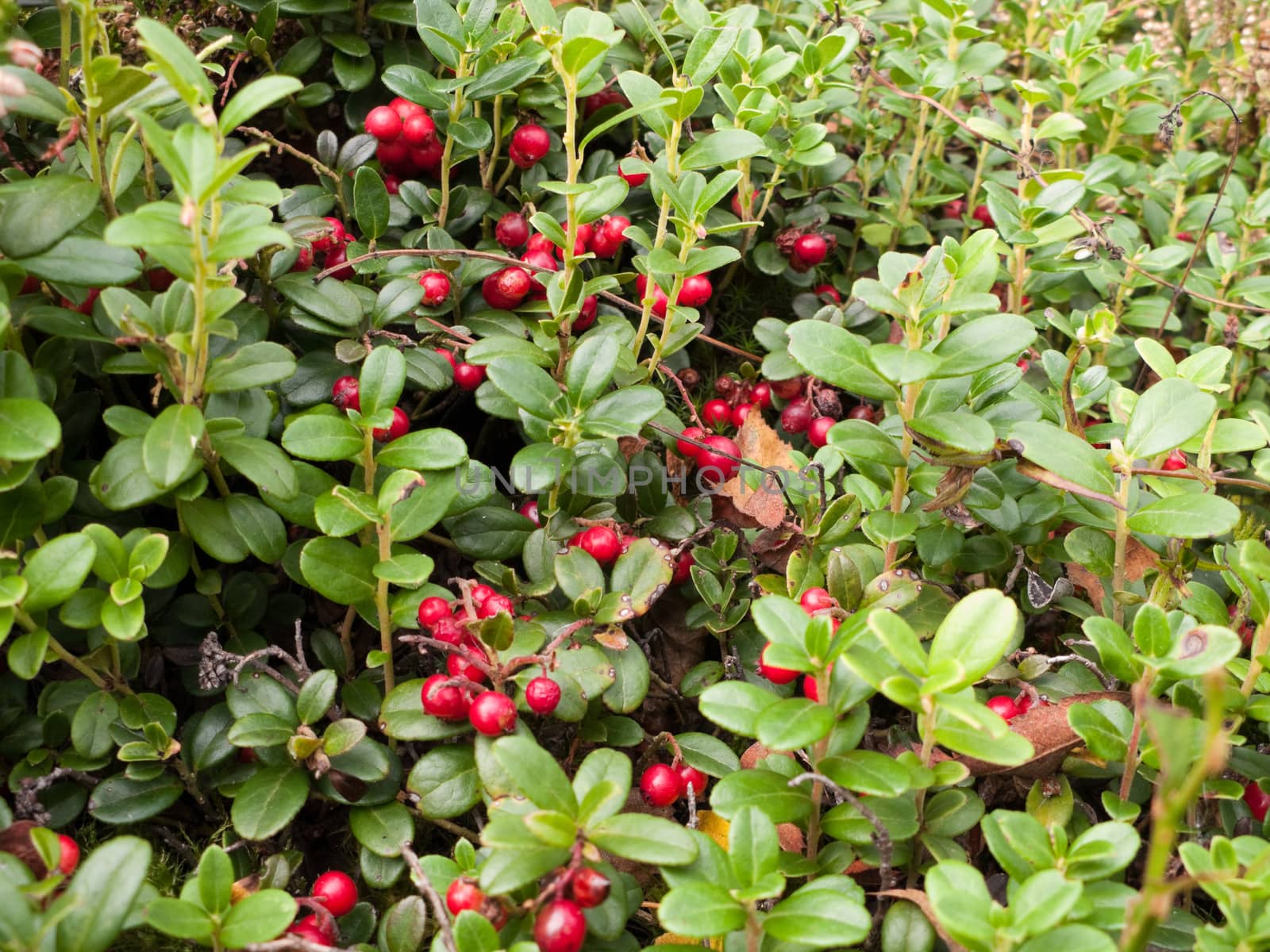 Close up view of the cowberry field by nemo269