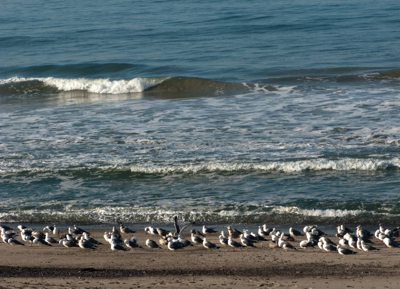 Pacific ocean surf and the seagulls on the coastline sand