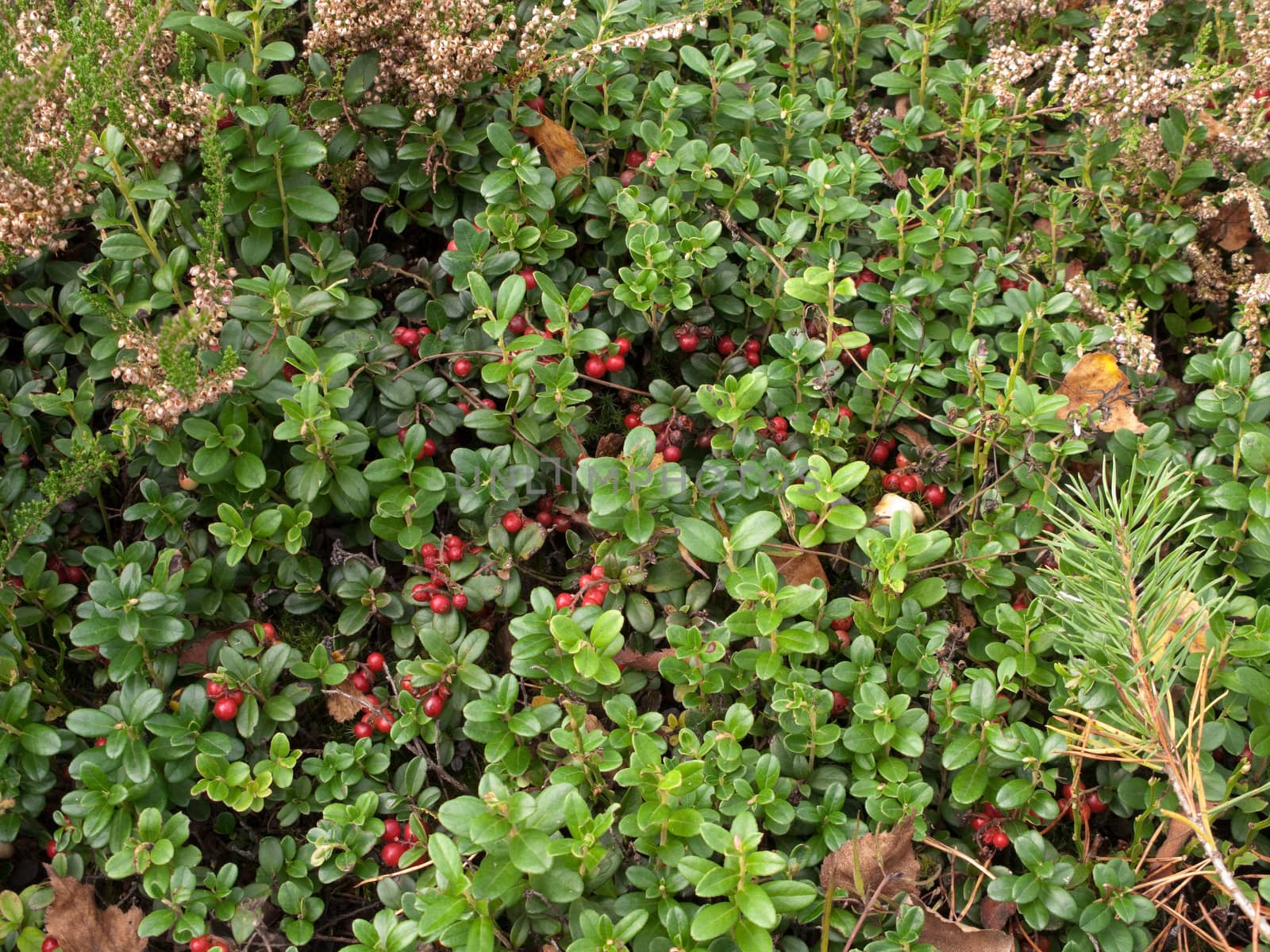 Close view of the cowberry field with a lot of red berries and green leaves