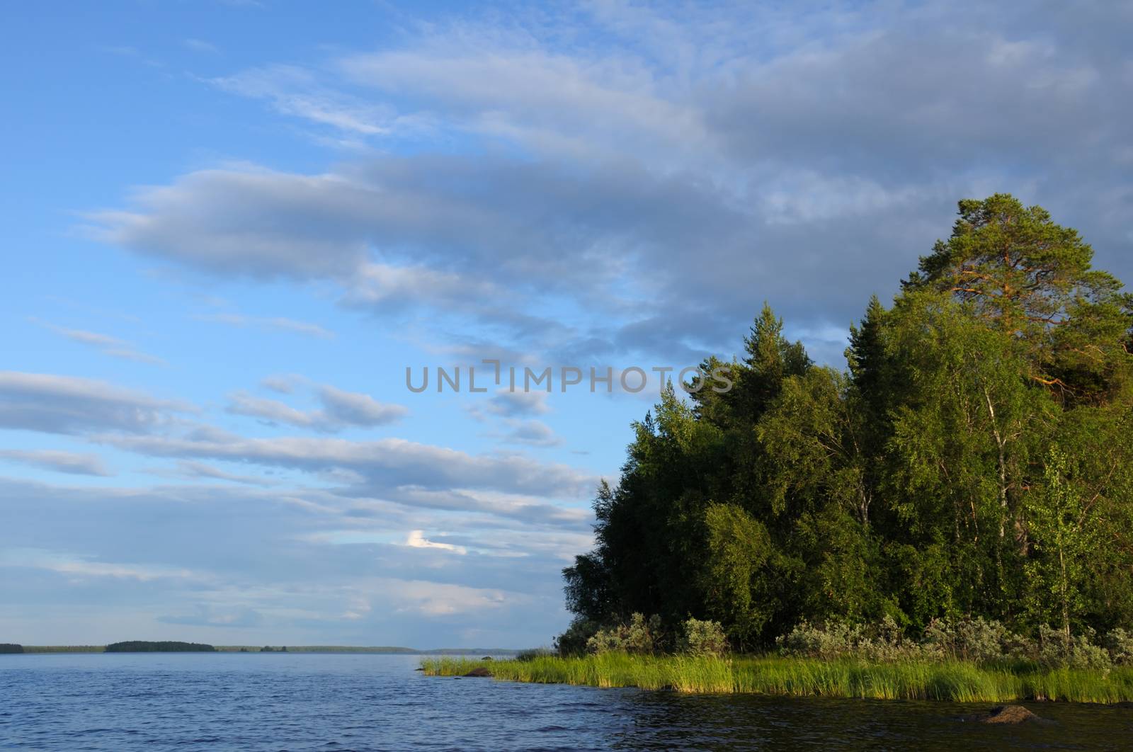 The beautiful picture of Karelian forest at the edge of a lake on a blue and cloudy sky background