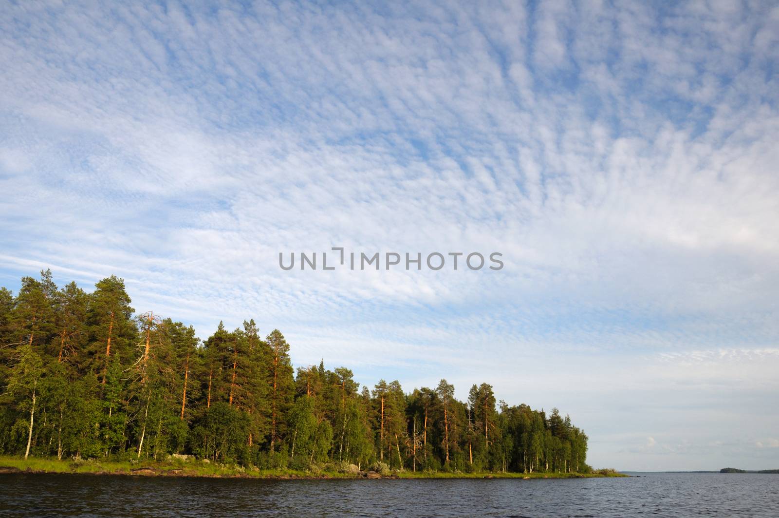 The beautiful picture of Karelian forest at the edge of a lake