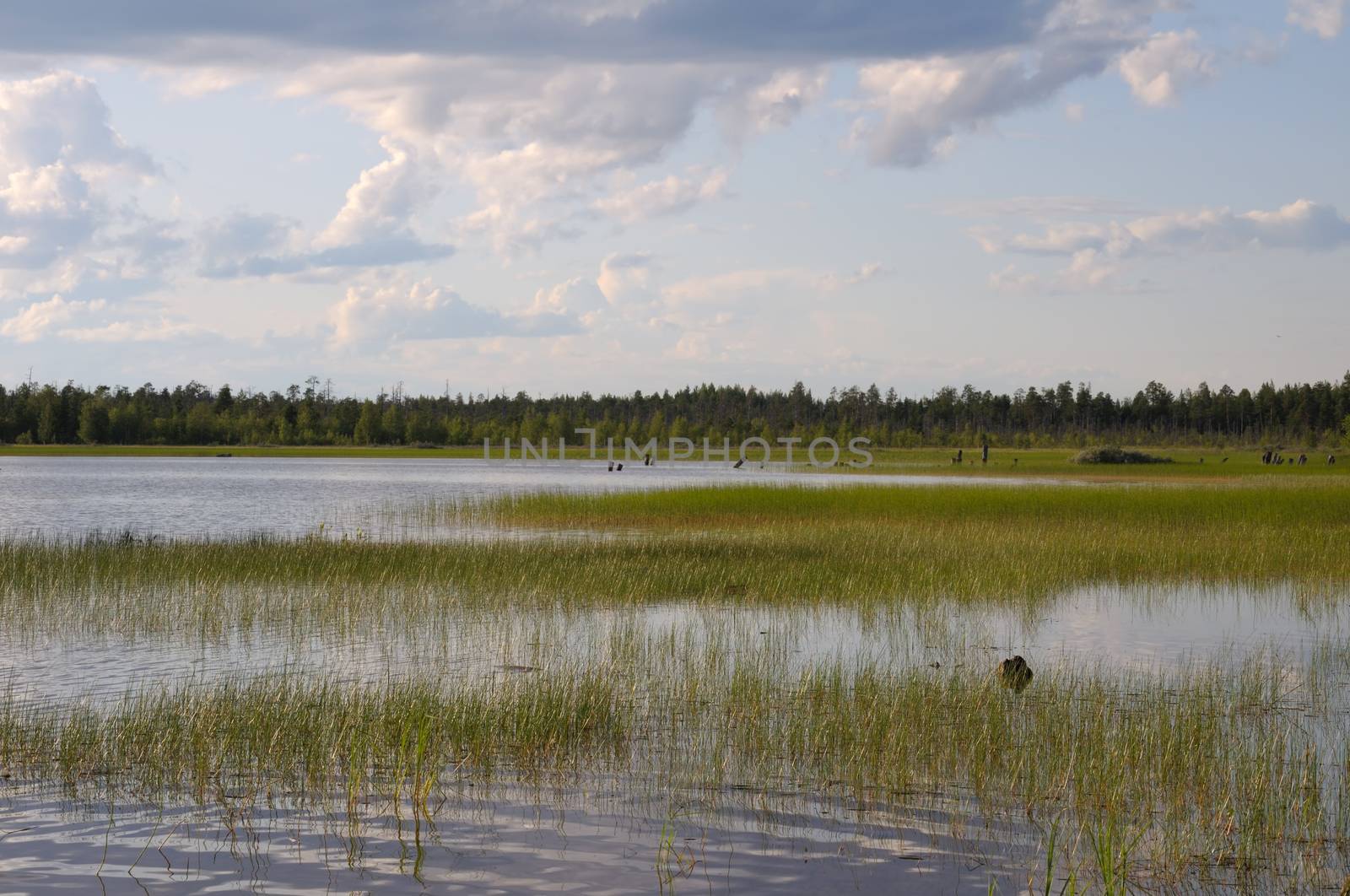 The beautiful picture of backwater at the edge of a northern lake on a cloudy sky background