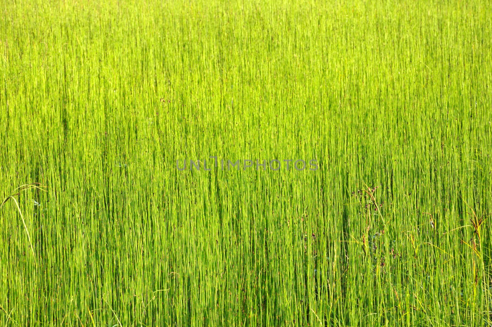 The picture shows the field of uniform green grass, suitable as a background image