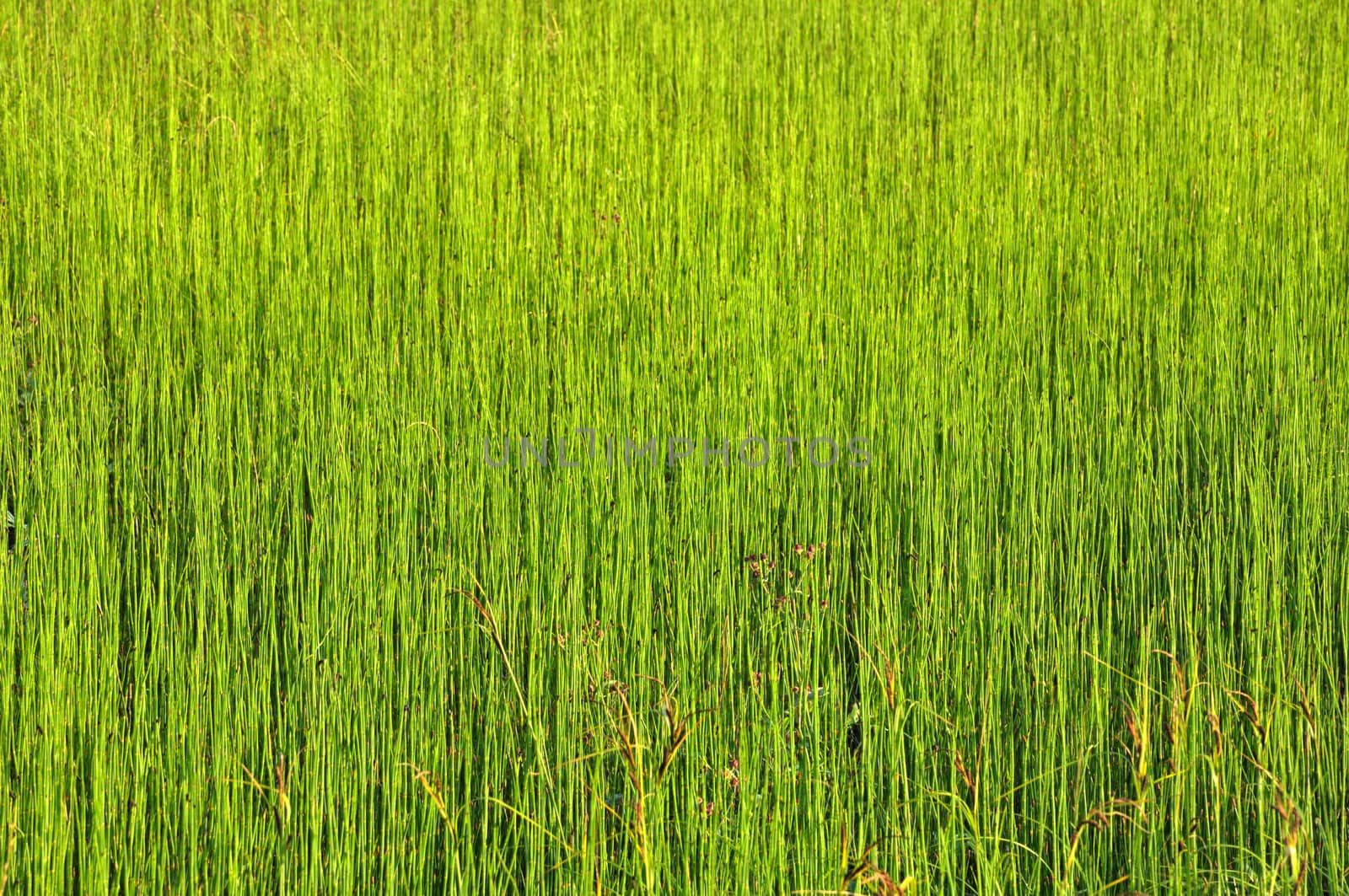 The picture shows the field of uniform green grass, suitable as a background image