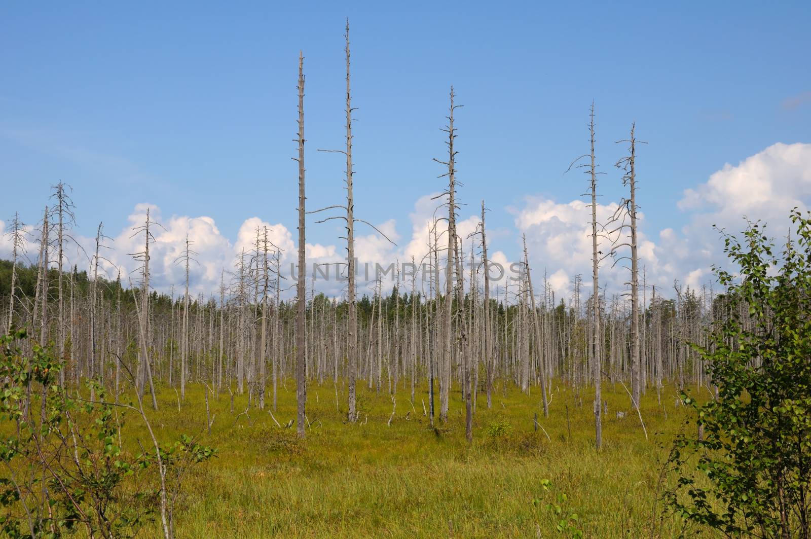 Huge bog in a forest with dead birches by nemo269