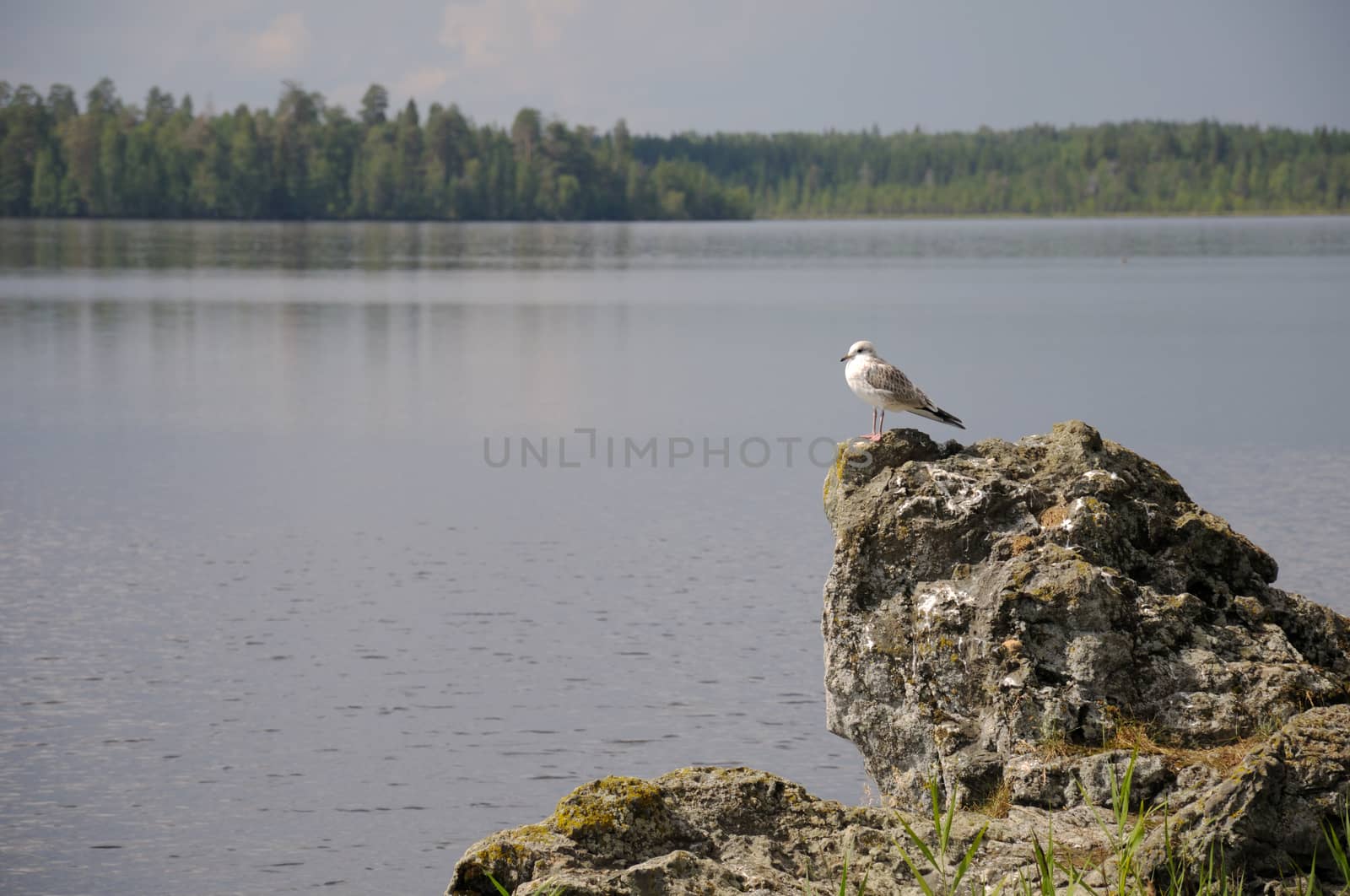 The picture of Karelian forest and flowing river