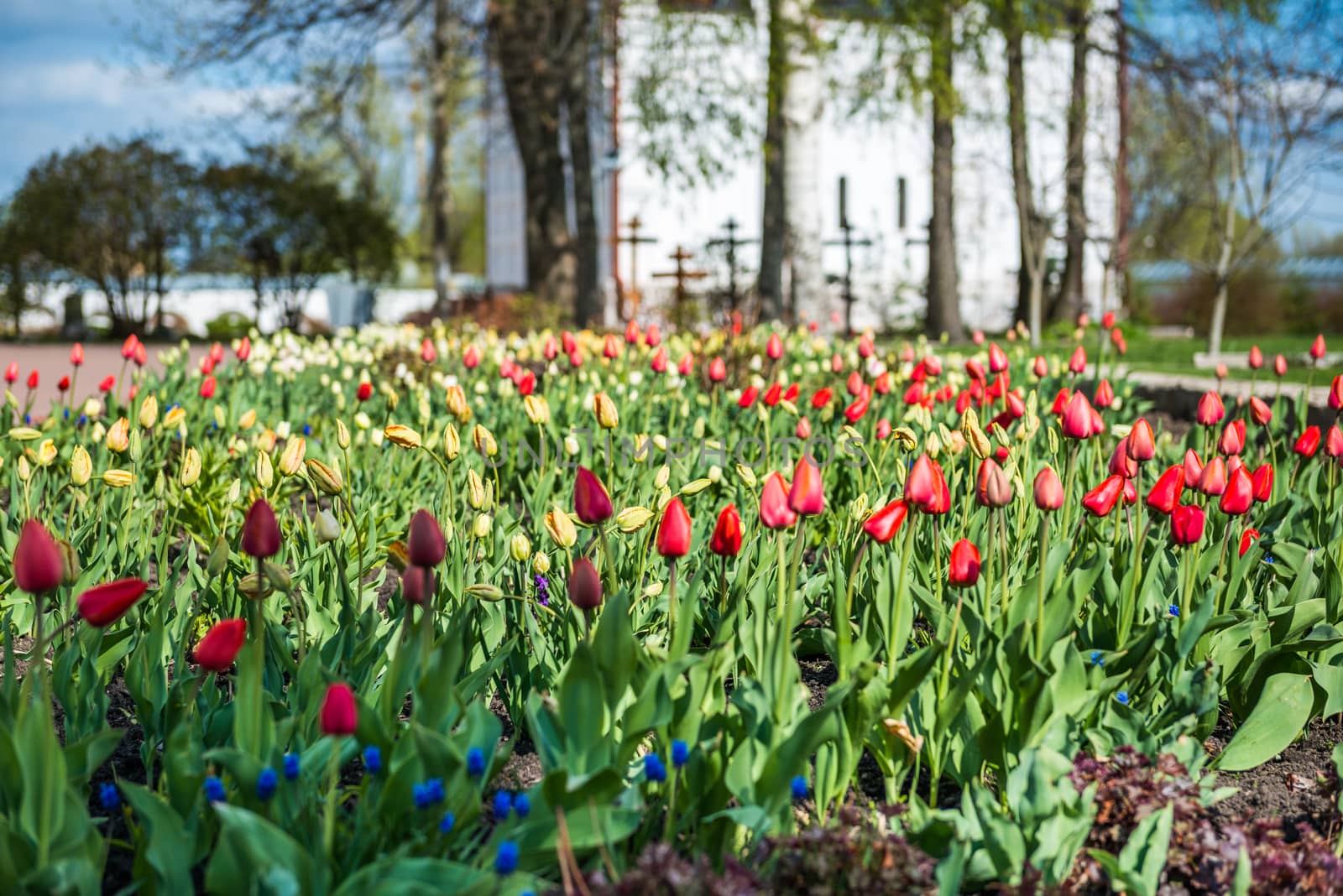 Colorful tulips garden near Saint Nicholas (Nikolsky) monastery, Pereslavl-Zalessky by nemo269