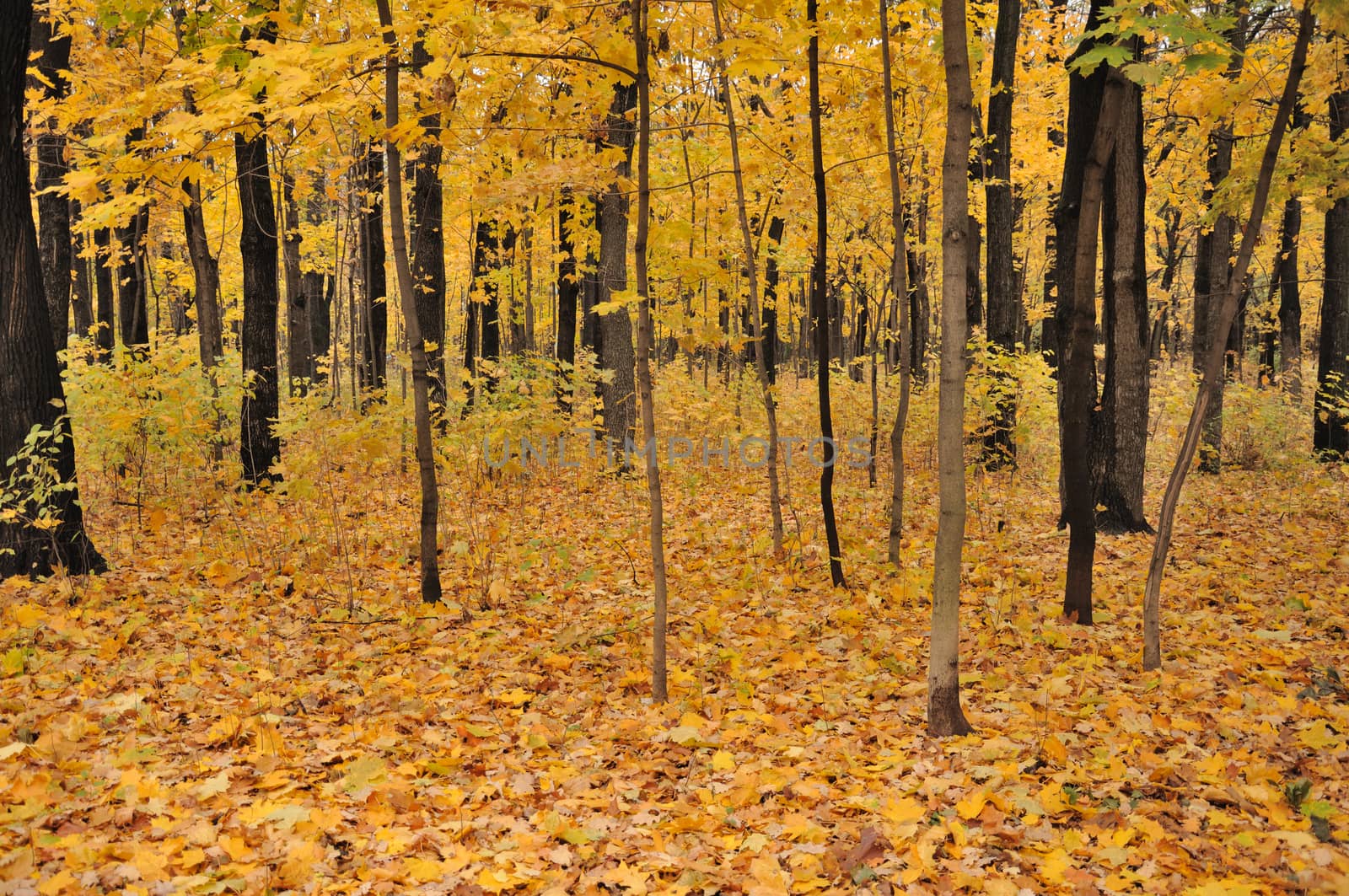 Colorful view of the autumn forest with a lot of yellow leaves on trees and ground