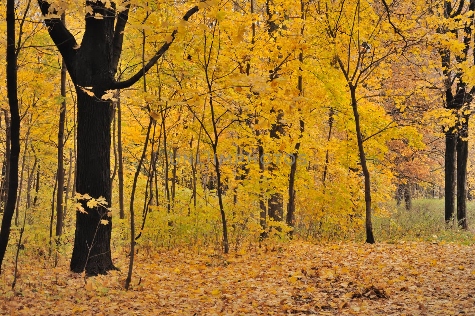 Colorful view of the autumn forest with a lot of yellow leaves on trees and ground