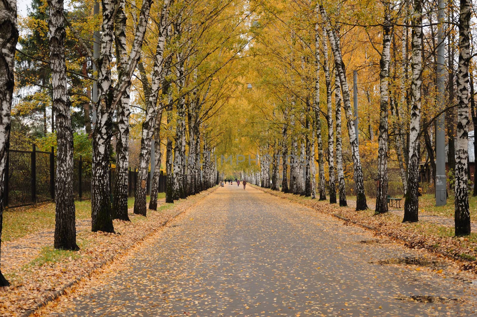 Ths is a picture of the walking lane in the autumn park with golden leaves