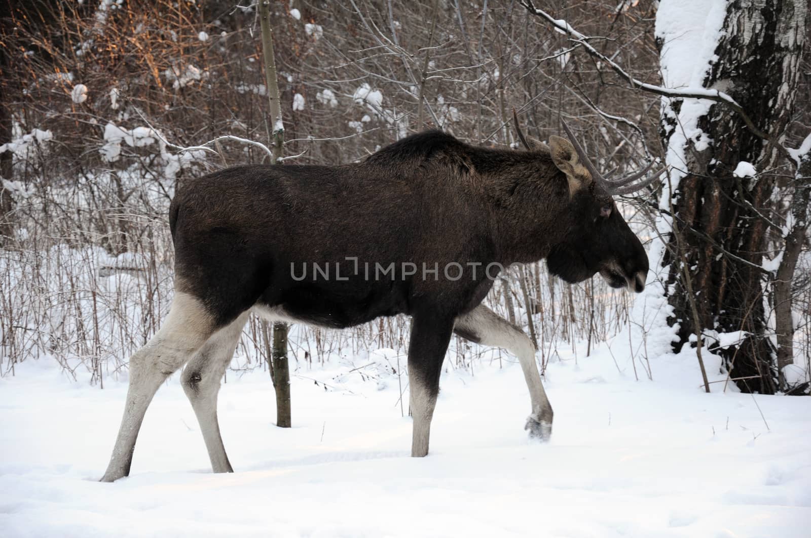 Young elk walks through a winter forest and eats small bushes and sprouts