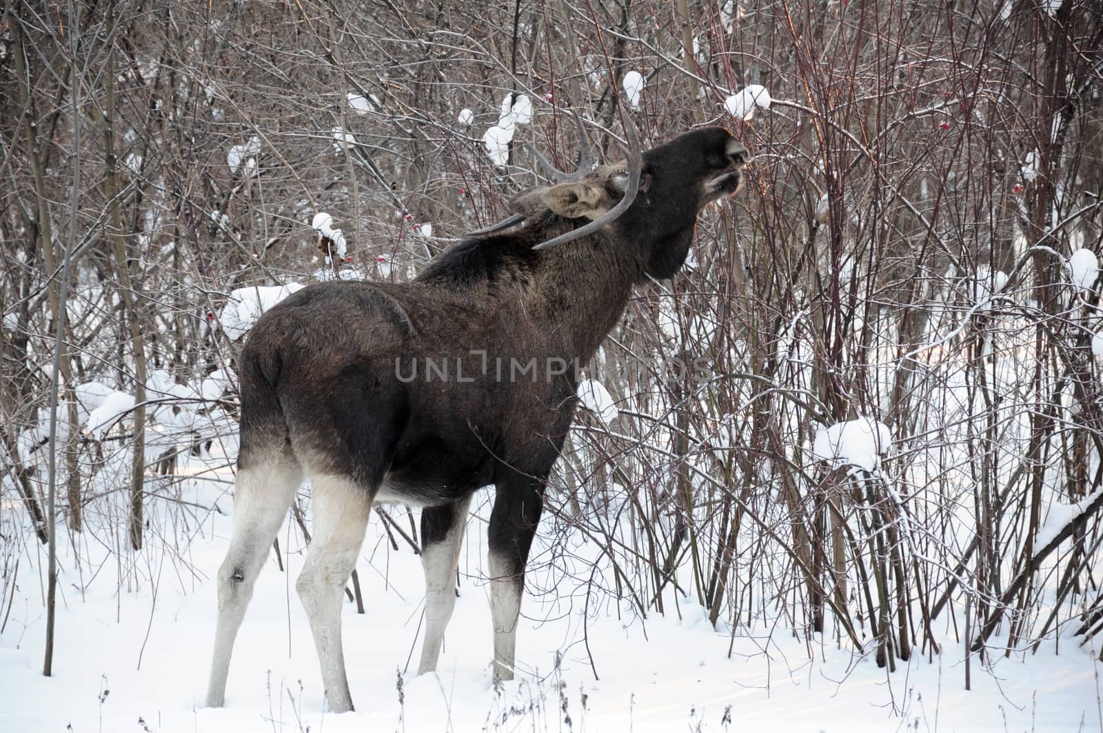 Young elk walks through a winter forest and eats small bushes and sprouts