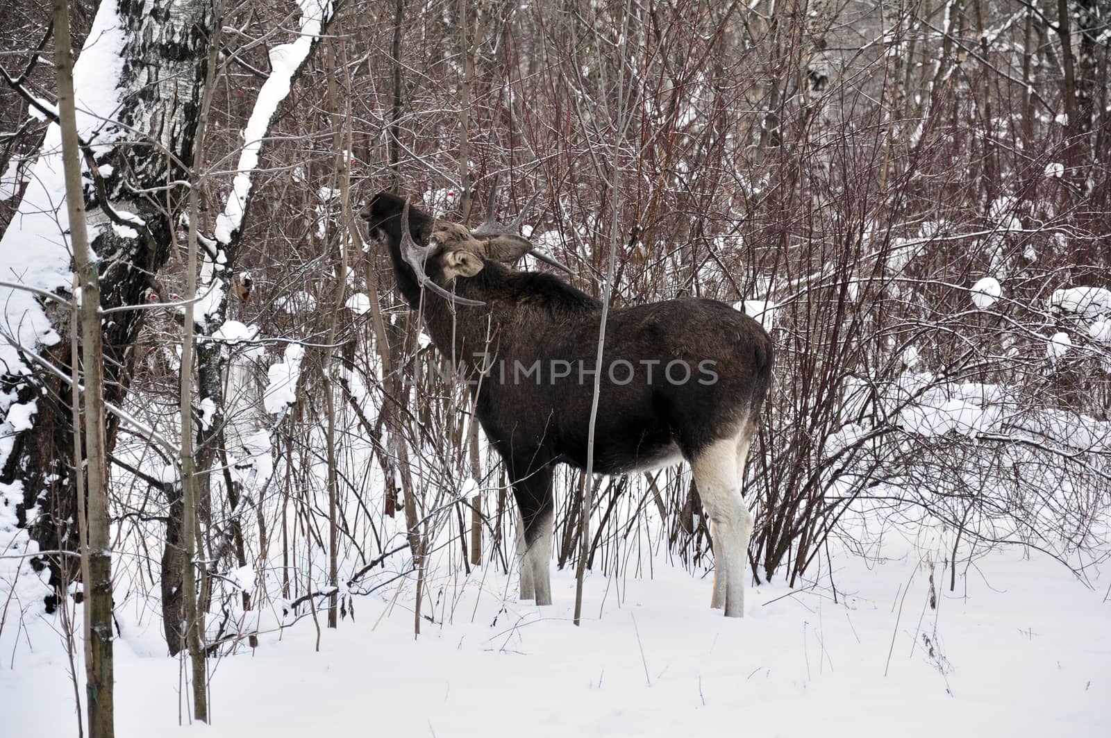 Young elk walks through a winter forest and eats small bushes and sprouts