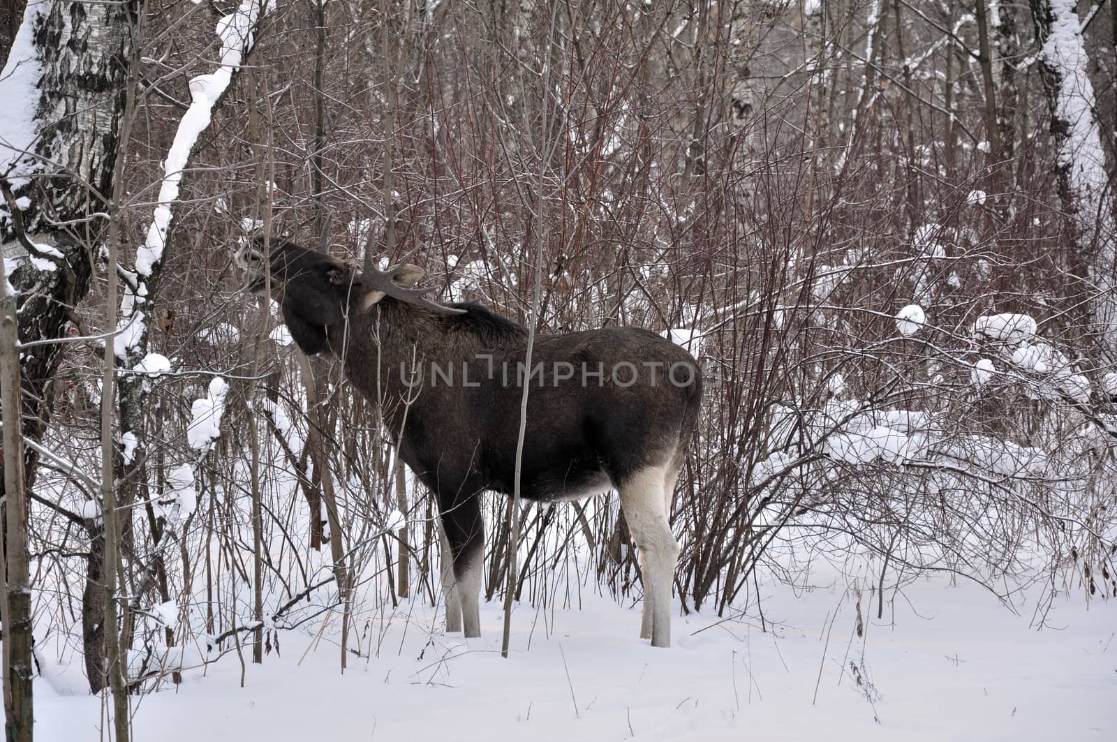 Young elk in a winter forest by nemo269