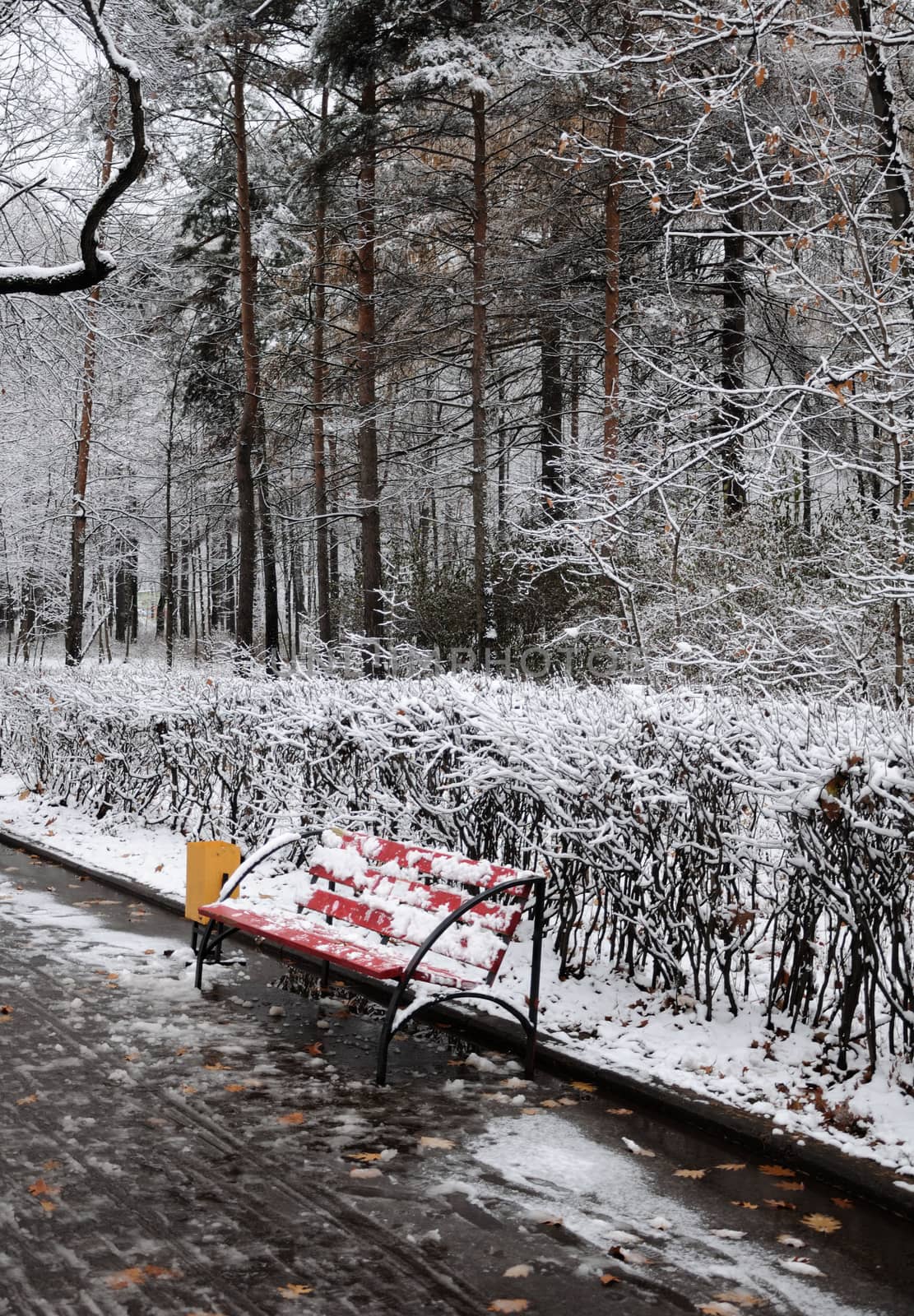 Single bench in a winter park by nemo269