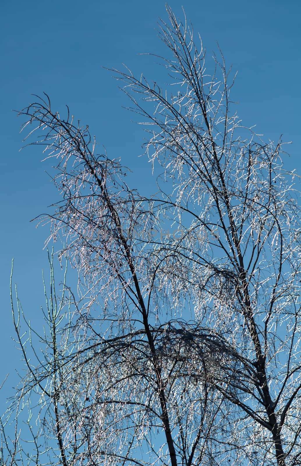 Beautiful view of the shiny and frozen winter forest after the january icy rain (at the blue sky background)