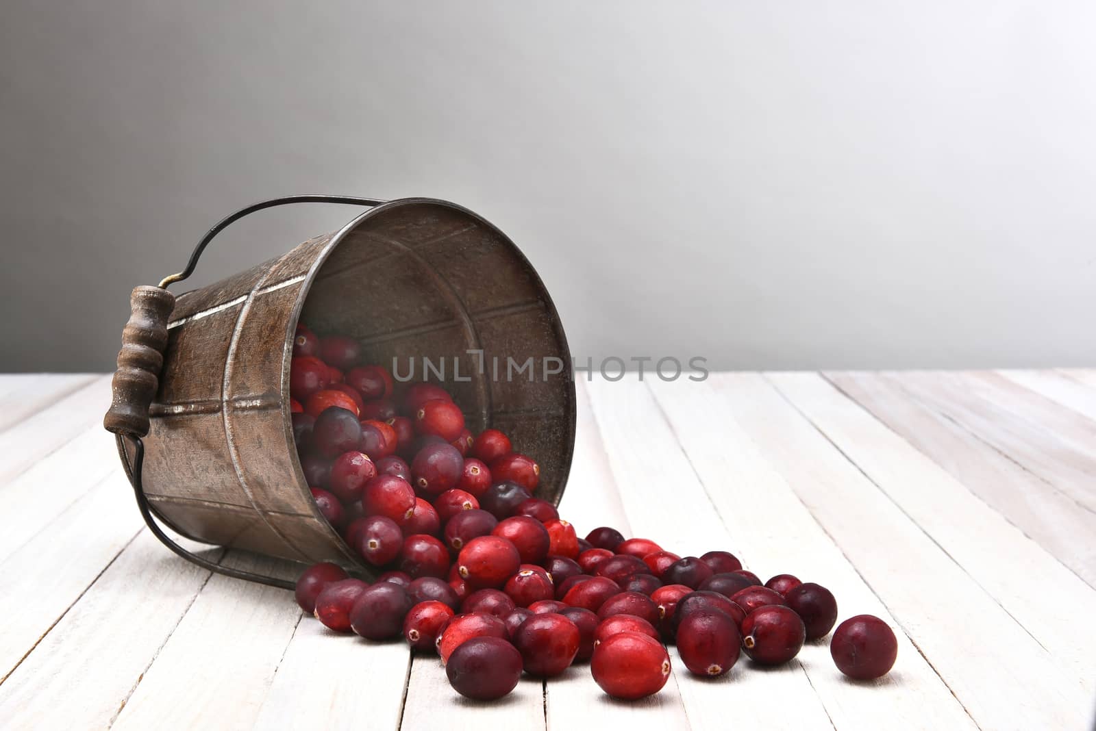 A metal bucket on it side spilling out its contents of fresh harvested cranberries on a wood table. 