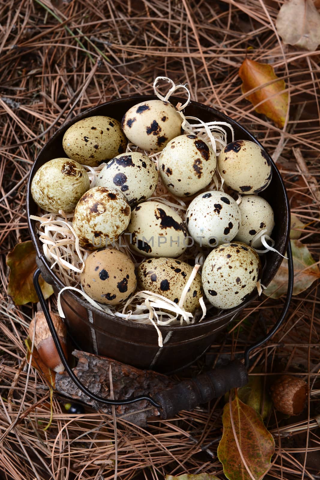 Bucket of Quail Eggs on Leaves and Twigs by sCukrov