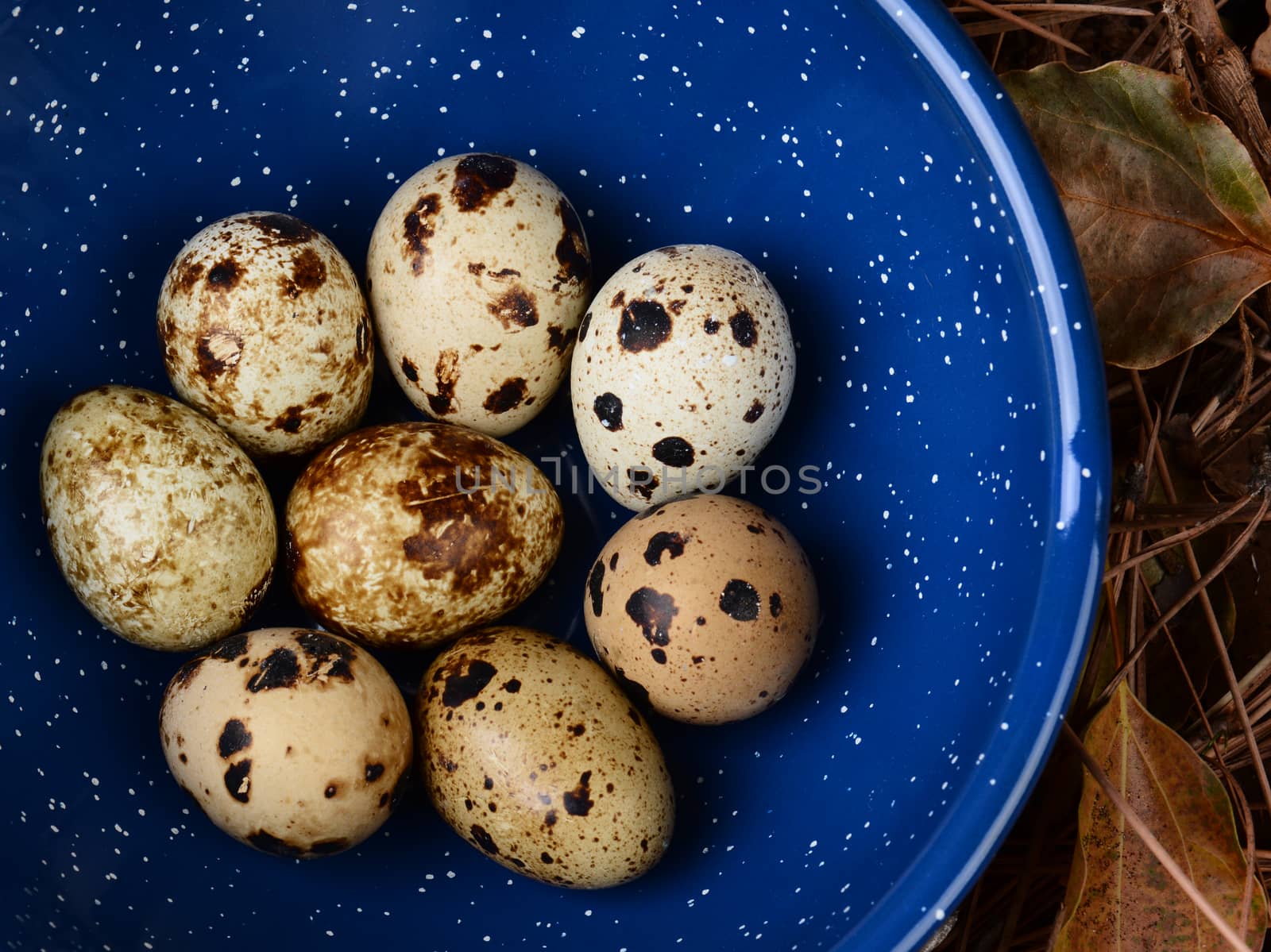 High angle view of a bowl filled with Quail eggs. The blue camping plate is amongst pine needles and leaves on a forest floor.