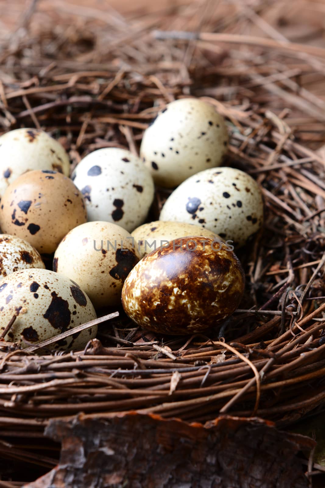 Quail Nest Closeup by sCukrov