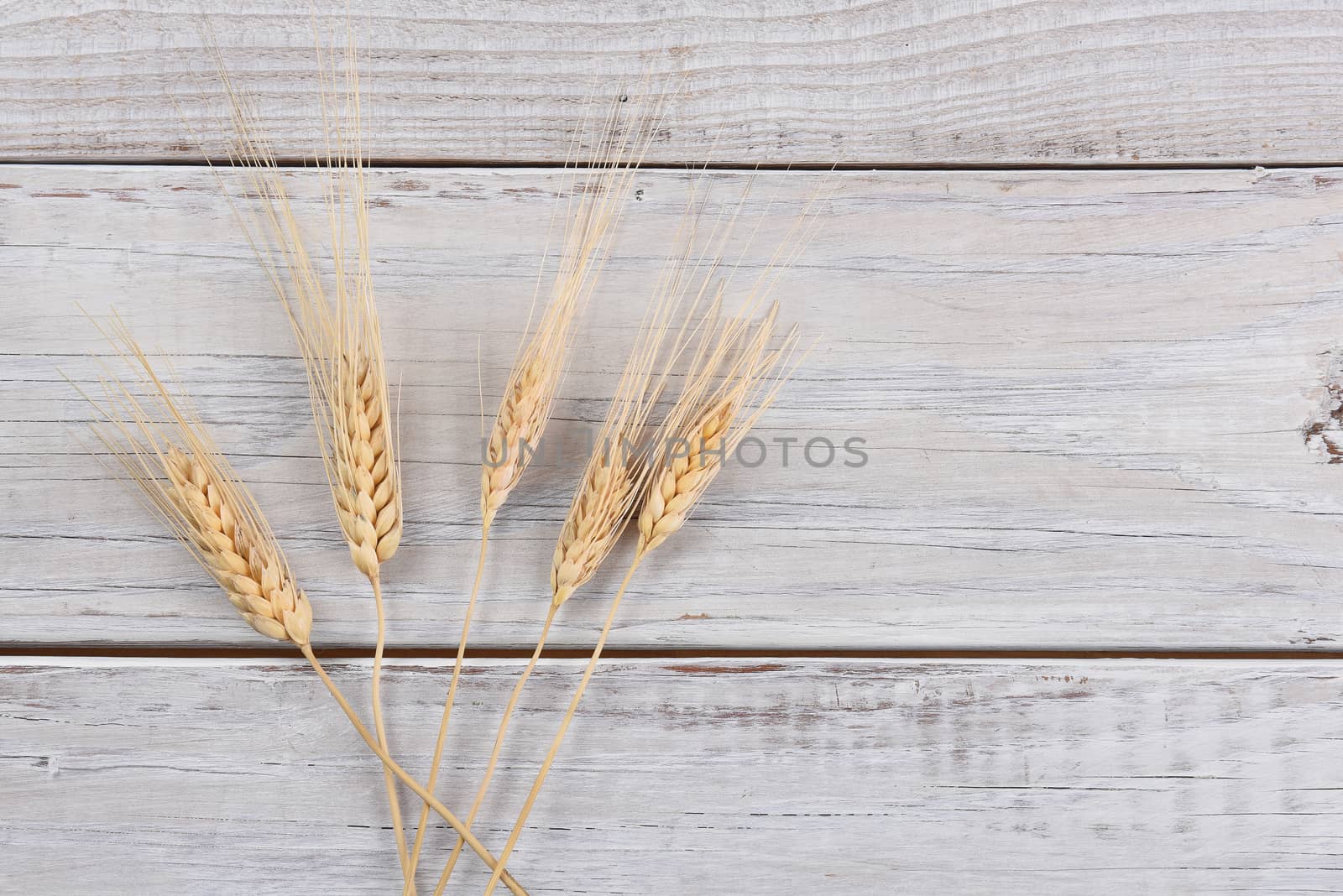 Wheat stalks on a white rustic wood table.