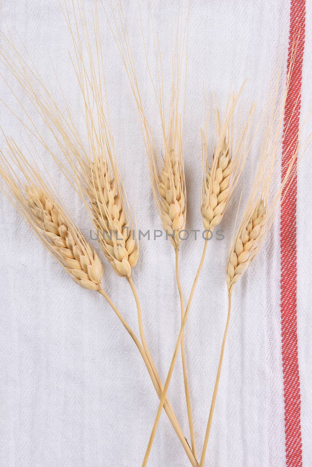 Wheat stalks on a white kitchen towel with red stripe.