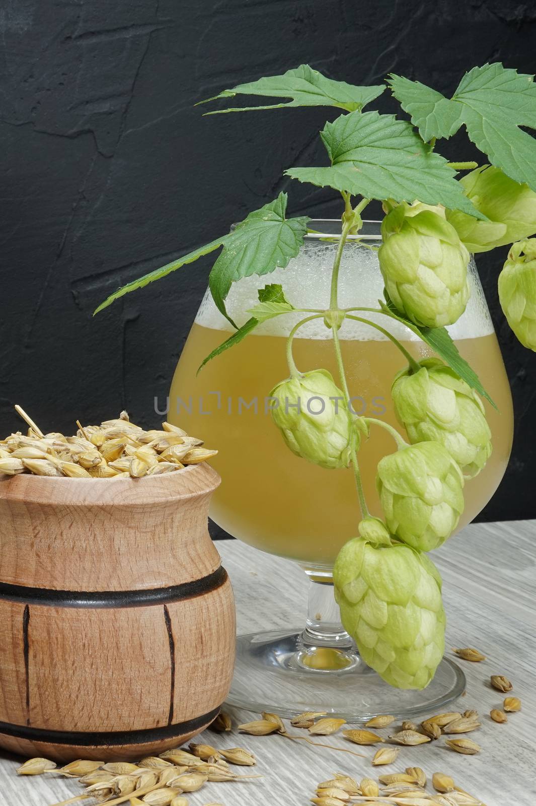 Branch of fresh hops on the plant with frothy beer or ale in a tall stemmed goblet behind and a container of barley seeds in a concept of making homemade or artisan beer