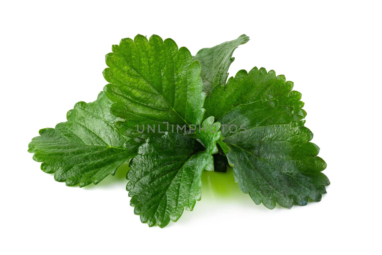Green Strawberry Leaf isolated on white background