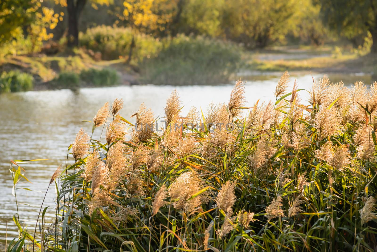 Phragmites australis leaves and flowers close to the lake in autumn