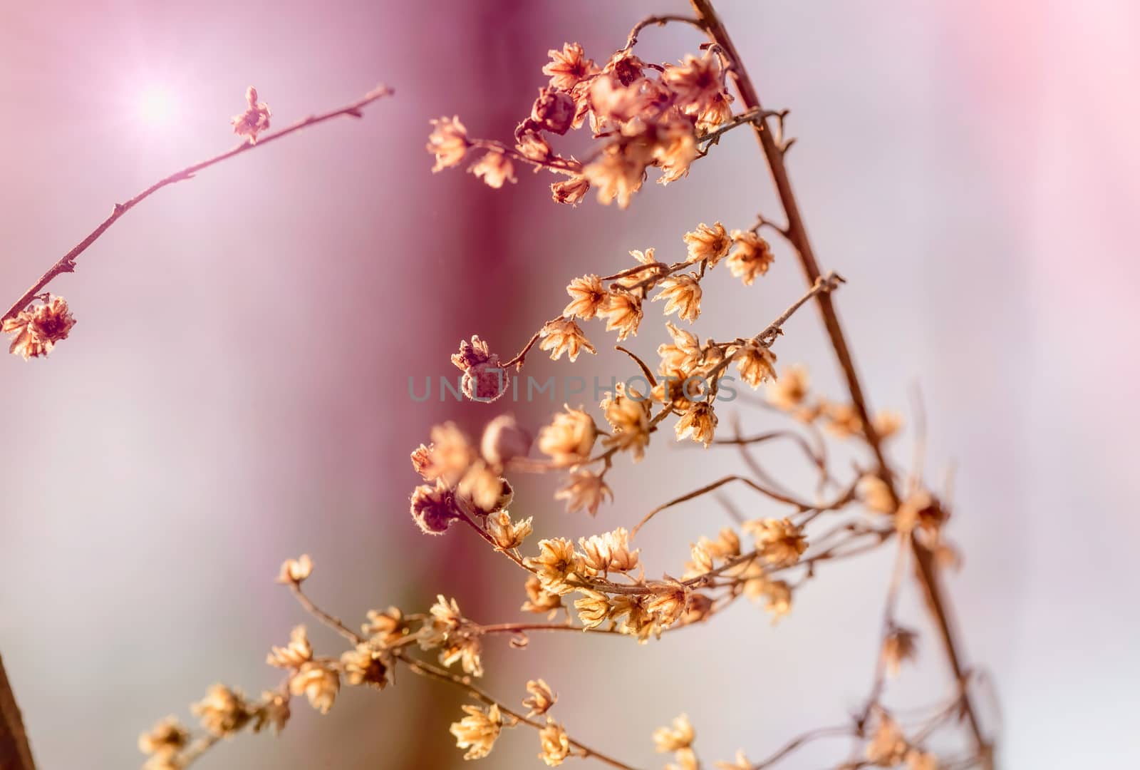 A branch with dry flower at the end of winter, why a tepid spring sun in the pink background