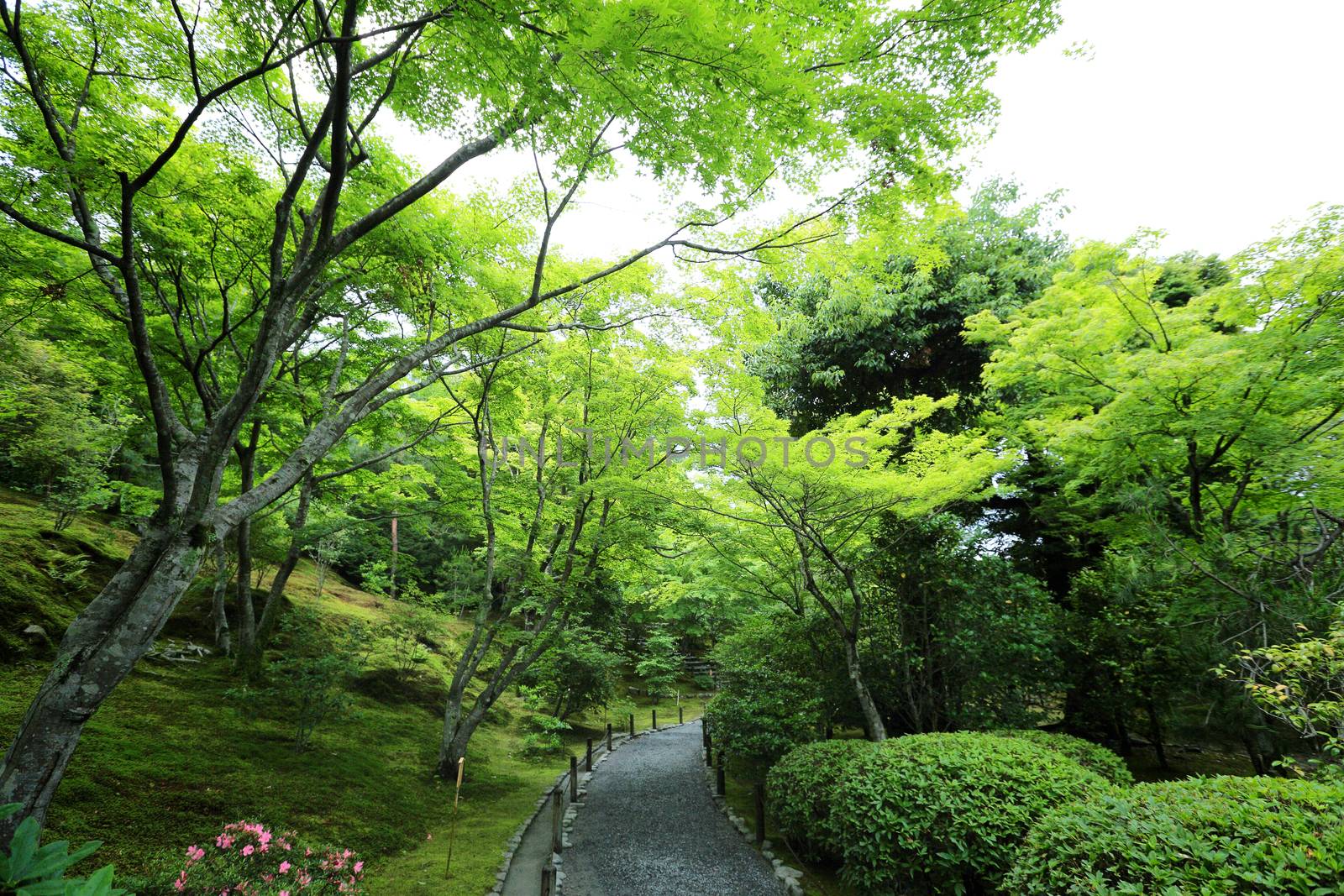 Japanese garden in kyoto japan by piyato