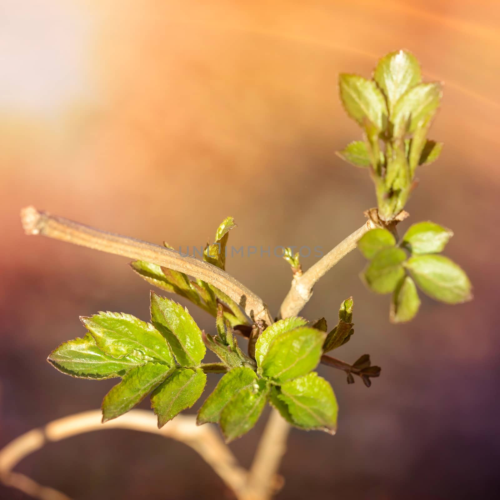 Little Tender Spring Leaves by MaxalTamor