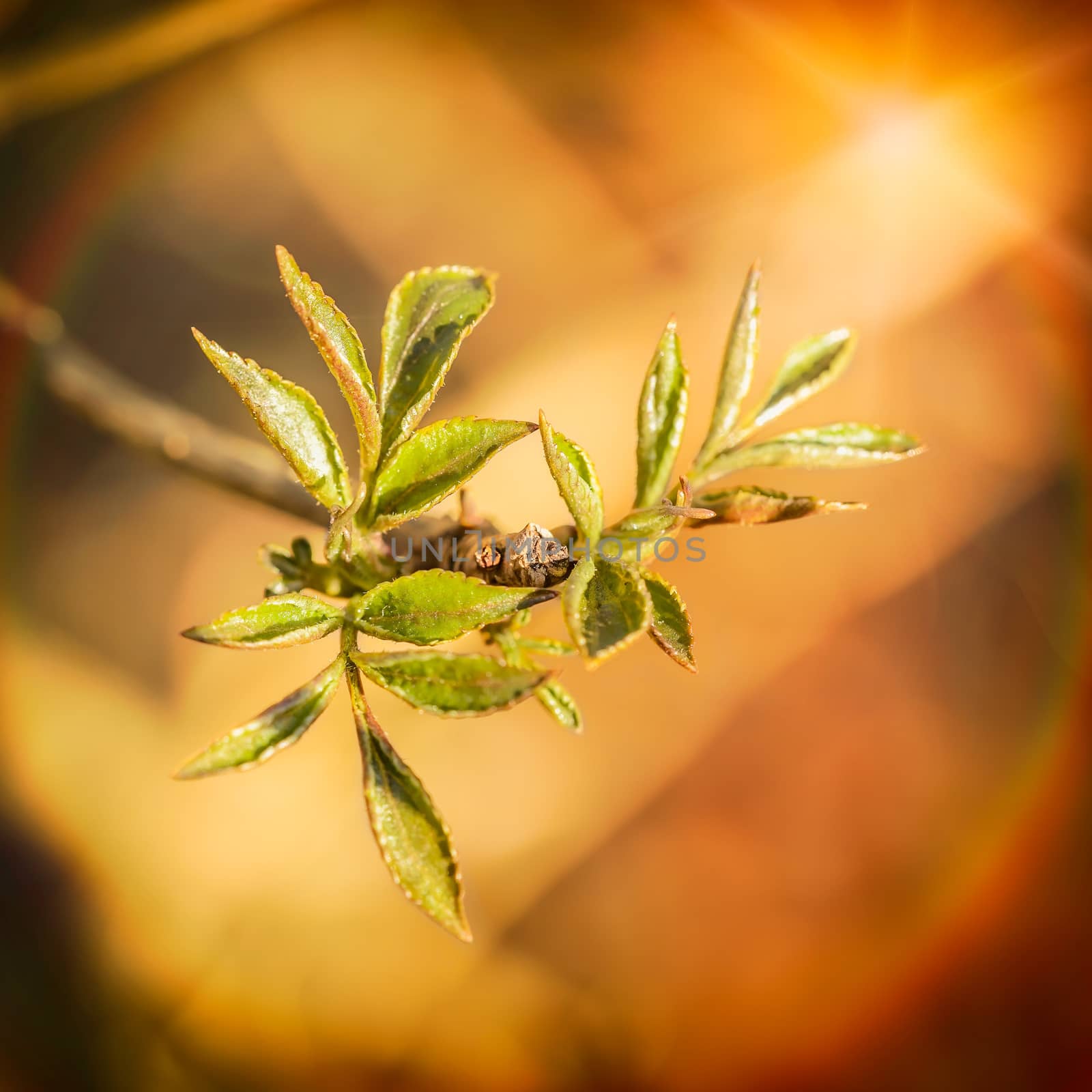 Little Tender Spring Leaves by MaxalTamor