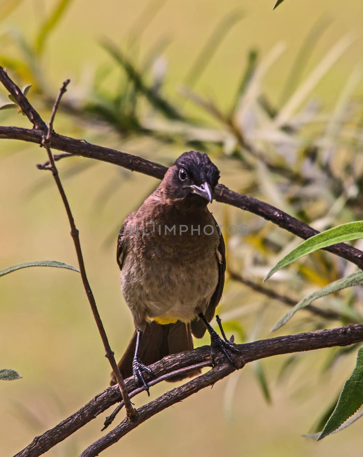 Dark-capped Bulbul Pyconotus tricolor 8080 by kobus_peche