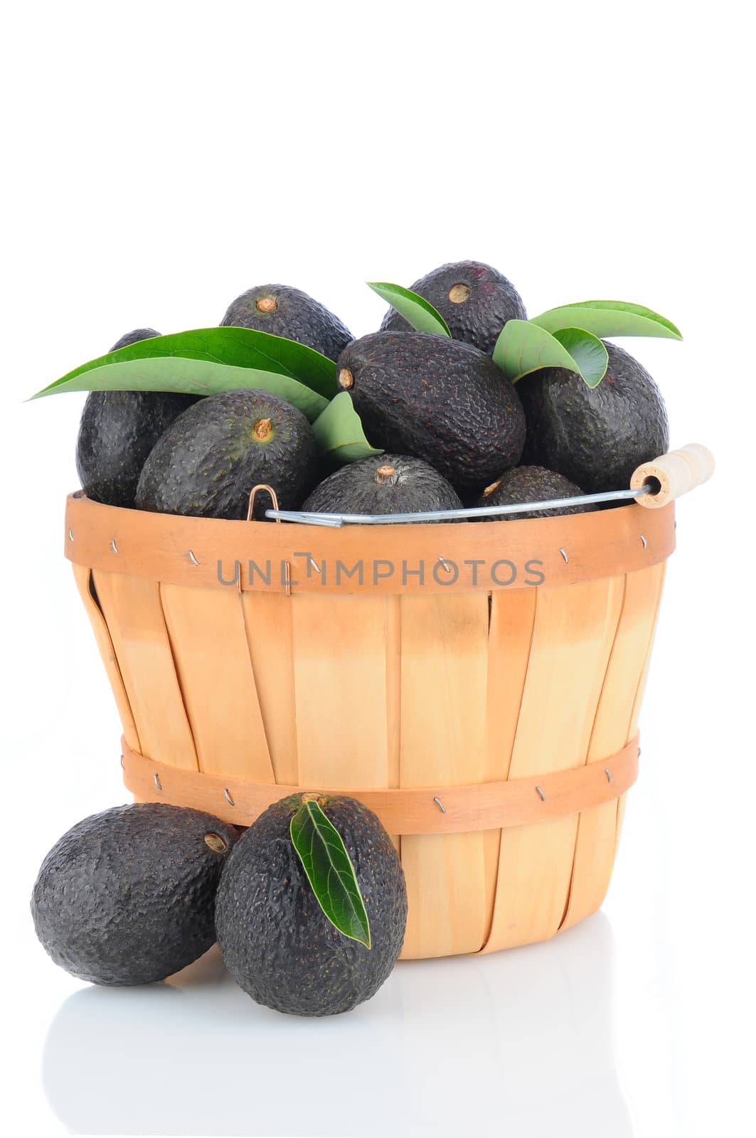 Fresh Picked Hass Avocados in a bushel basket on a white background with reflection.