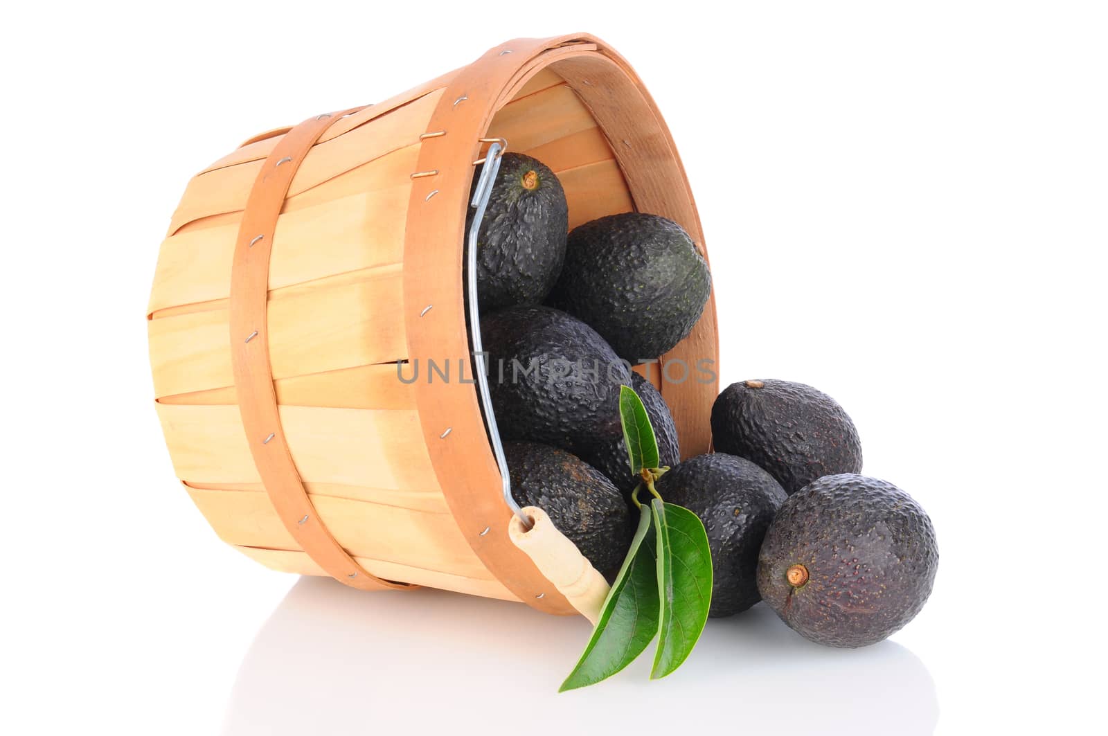 A basket of Hass Avocados tipped over and spilling onto the reflective surface. Horizontal format.