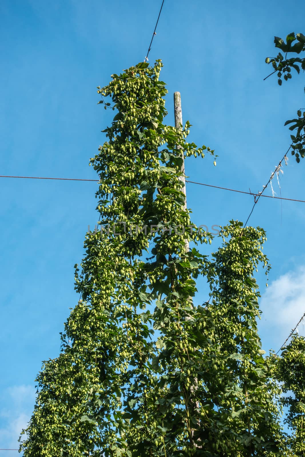 Proven, Flanders, Belgium - September 15, 2018: Closeup of top of hops plants with plenty of cones harvest ready on the field under blue sky. Suspension lines visibles.