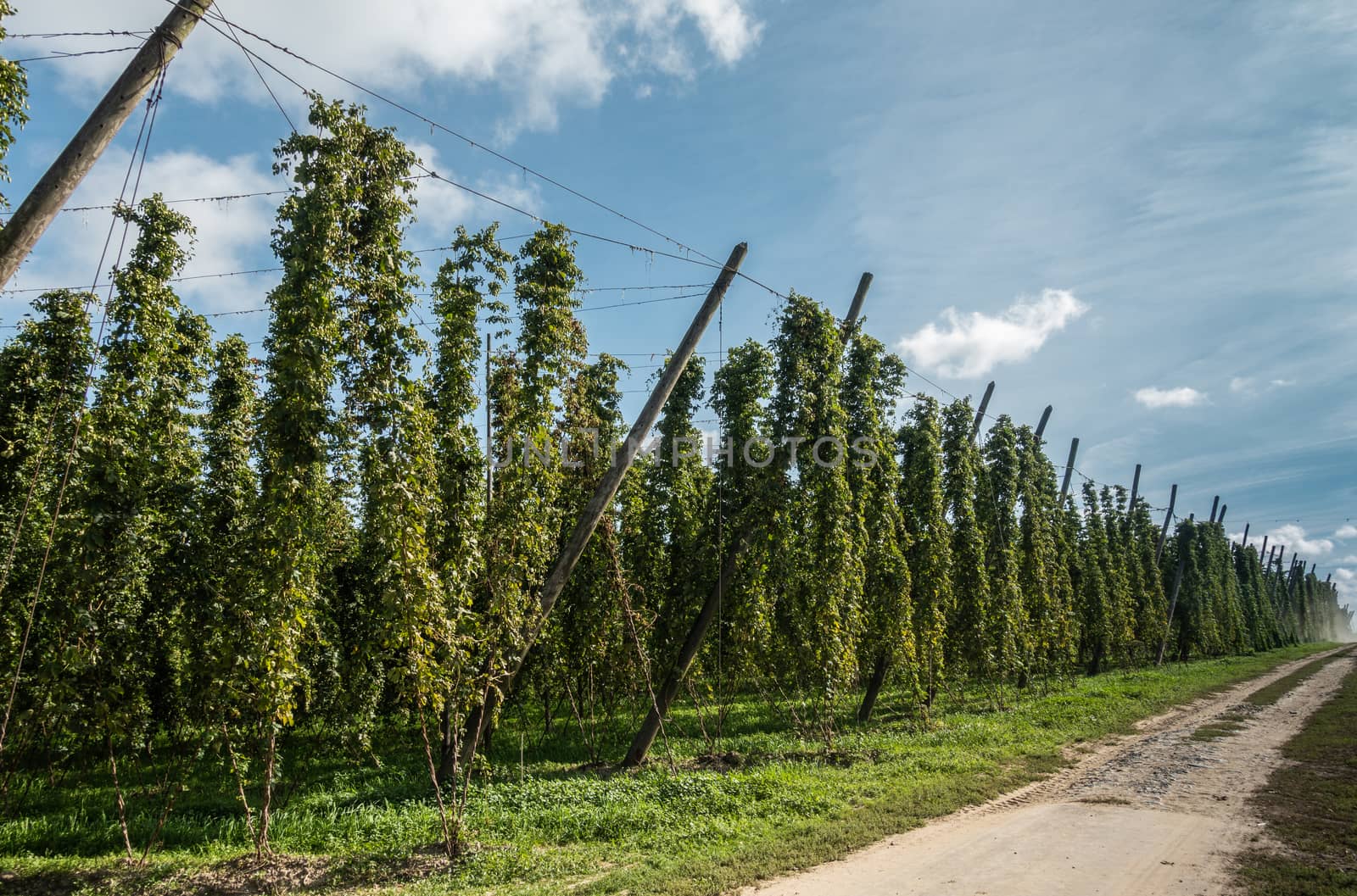 View along hops field in Proven Belgium. by Claudine
