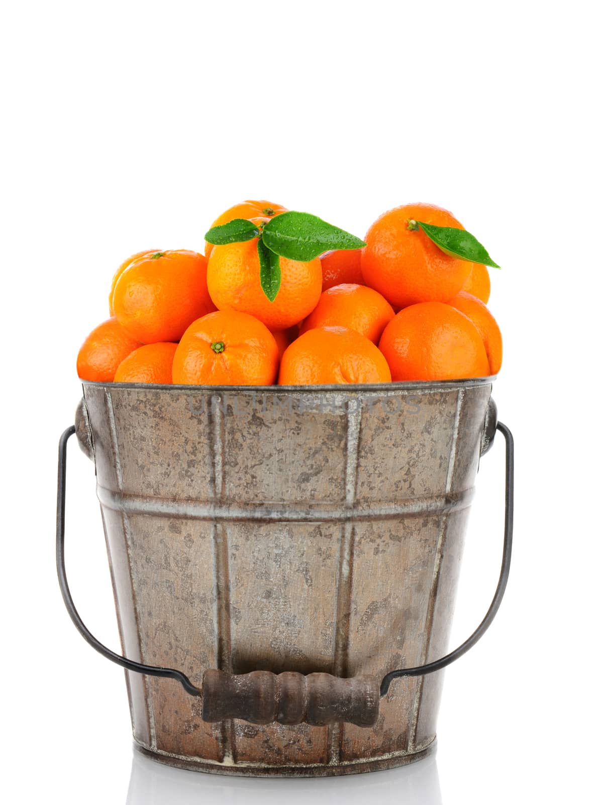 A, antique metal bucket full of Clementine Mandarin Oranges. Vertical format over a white background with reflection.