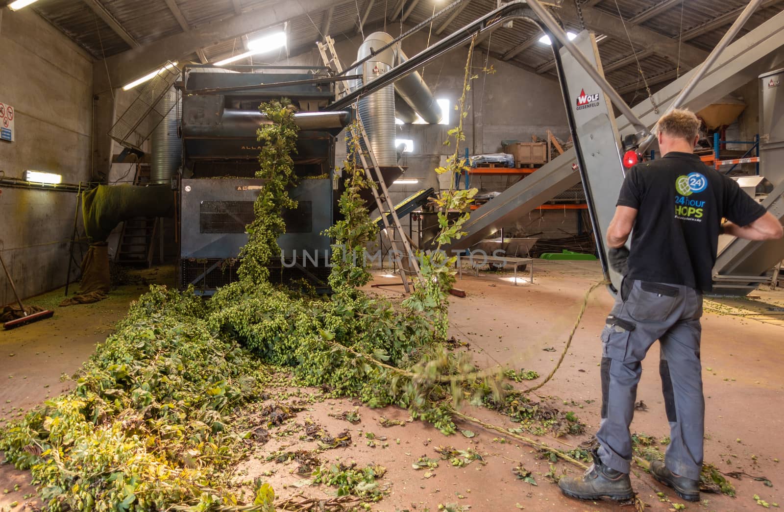Proven, Flanders, Belgium - September 15, 2018: Inside barn, man connects freshly harvested hops plant strings to picking machine which separates the cones from the rest.