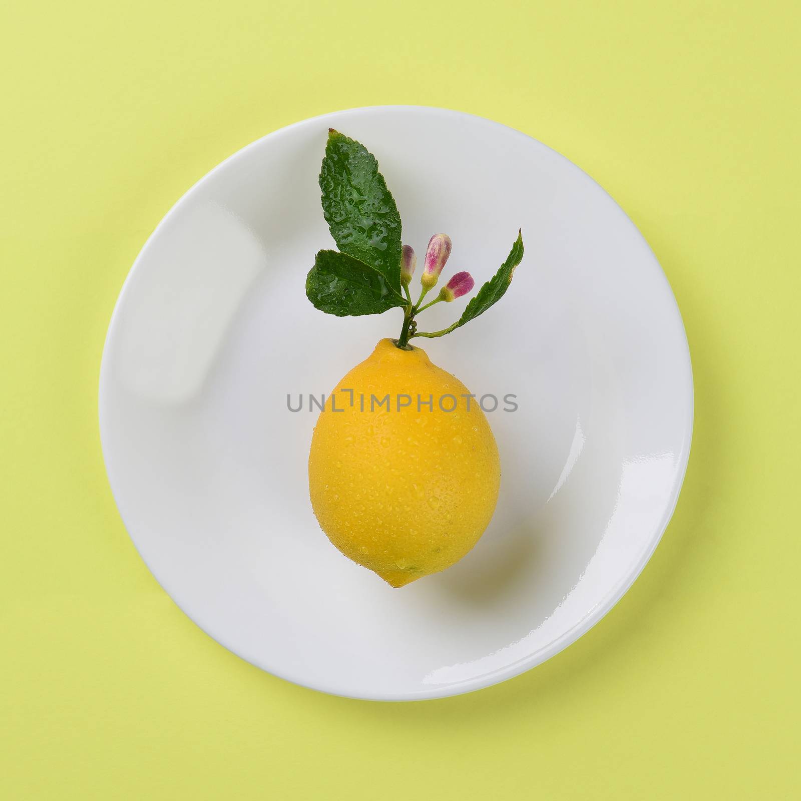 Fresh picked lemon with stem and flowers on a white plate and yellow background. High angle shot in Square format.
