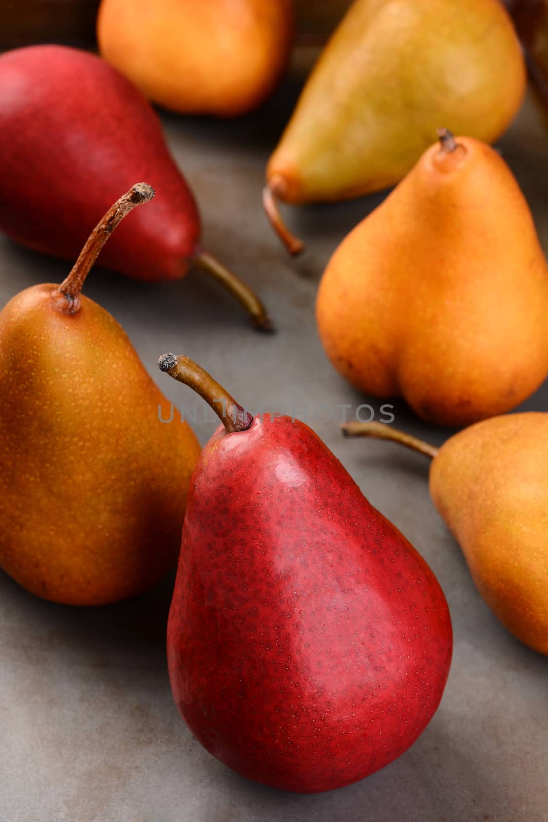 Closeup of Bosc and Red Pears, shallow depth of field with focus on the front piece of fruit.